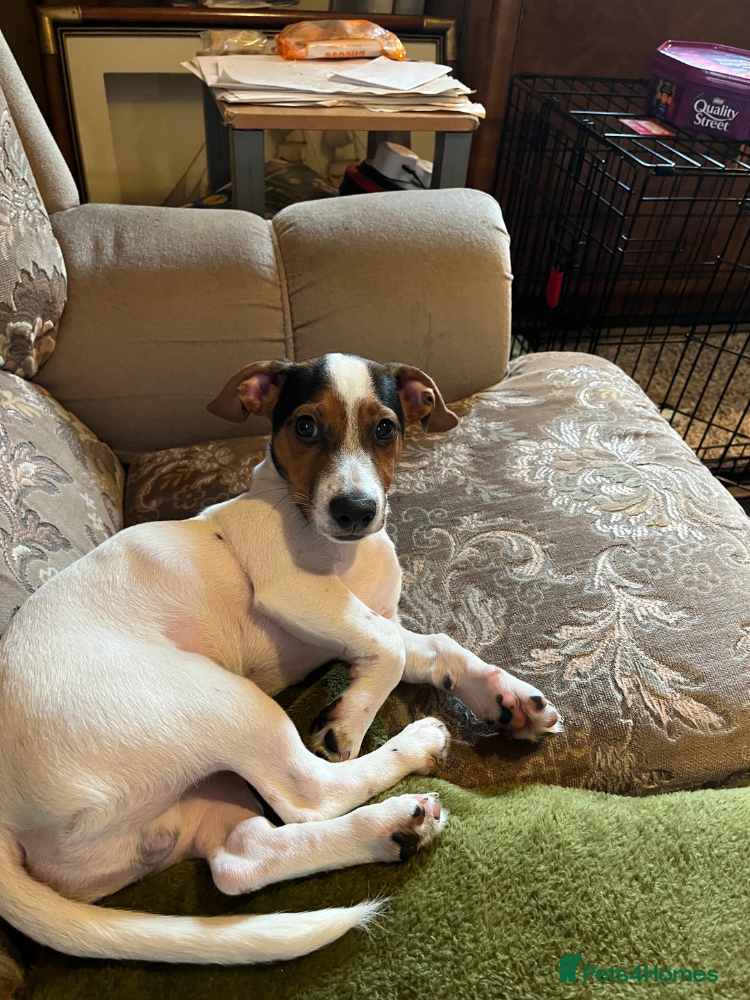 Jack Russell dogs for sale: For sale Jack Russell boy - Advert 2