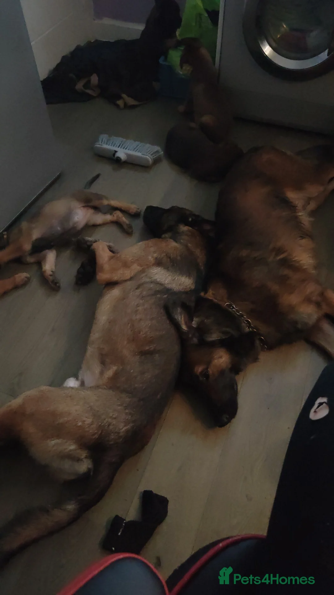 Belgian Shepherd Dog dogs for sale: Belgium malinois puppies  - Advert 2