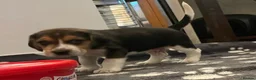 Beagle dogs for sale: Beagle – Beautiful Traditional Tri-Colour Beagles - Advert 9