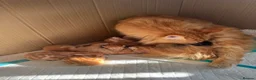 Maine Coon cats for sale: Pure breed Maine coon kittens  - Advert 26