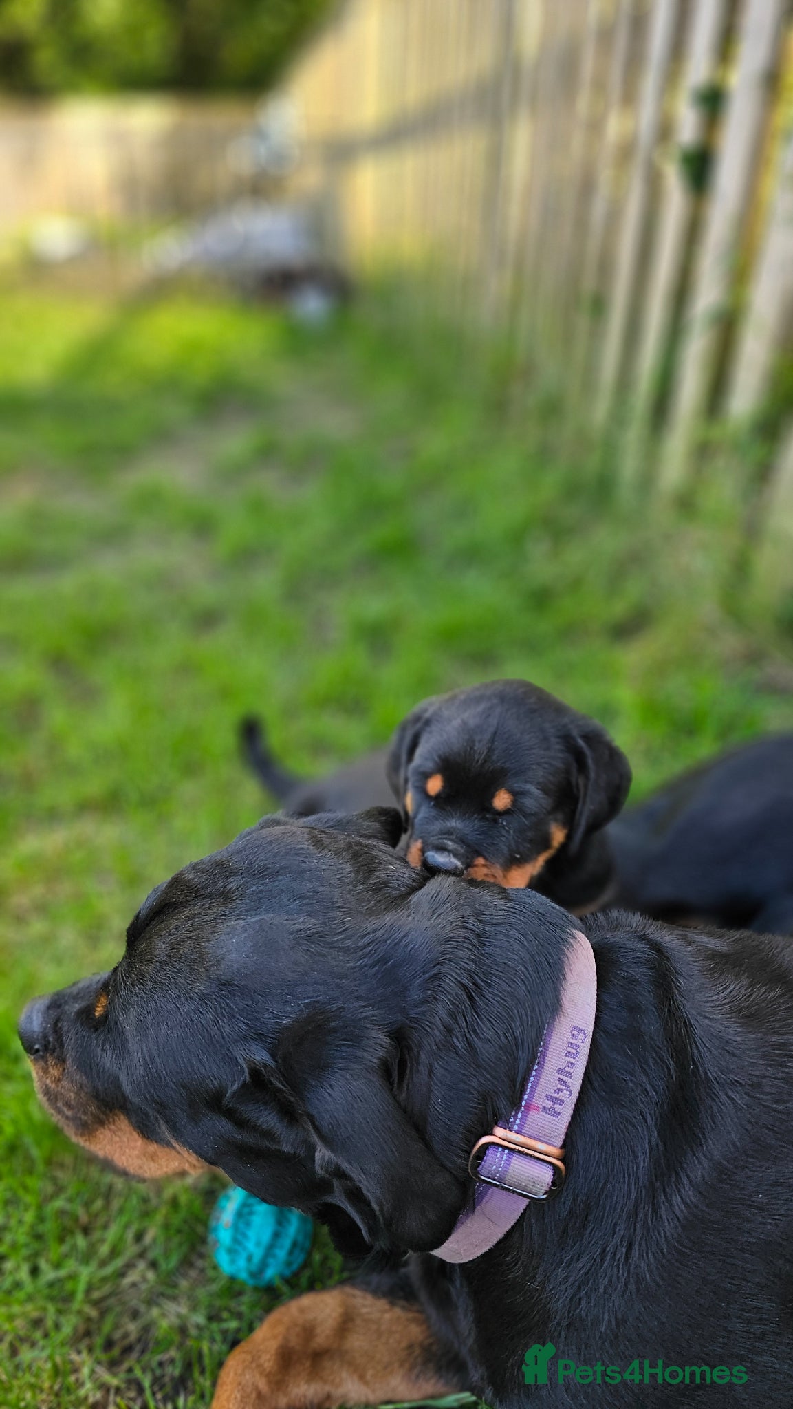 Rottweiler dogs Champion Bloodline German Rottweiler Puppies - Advert 2