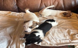 Jack Russell dogs for sale: Jack Russell puppies for sale - Image 10