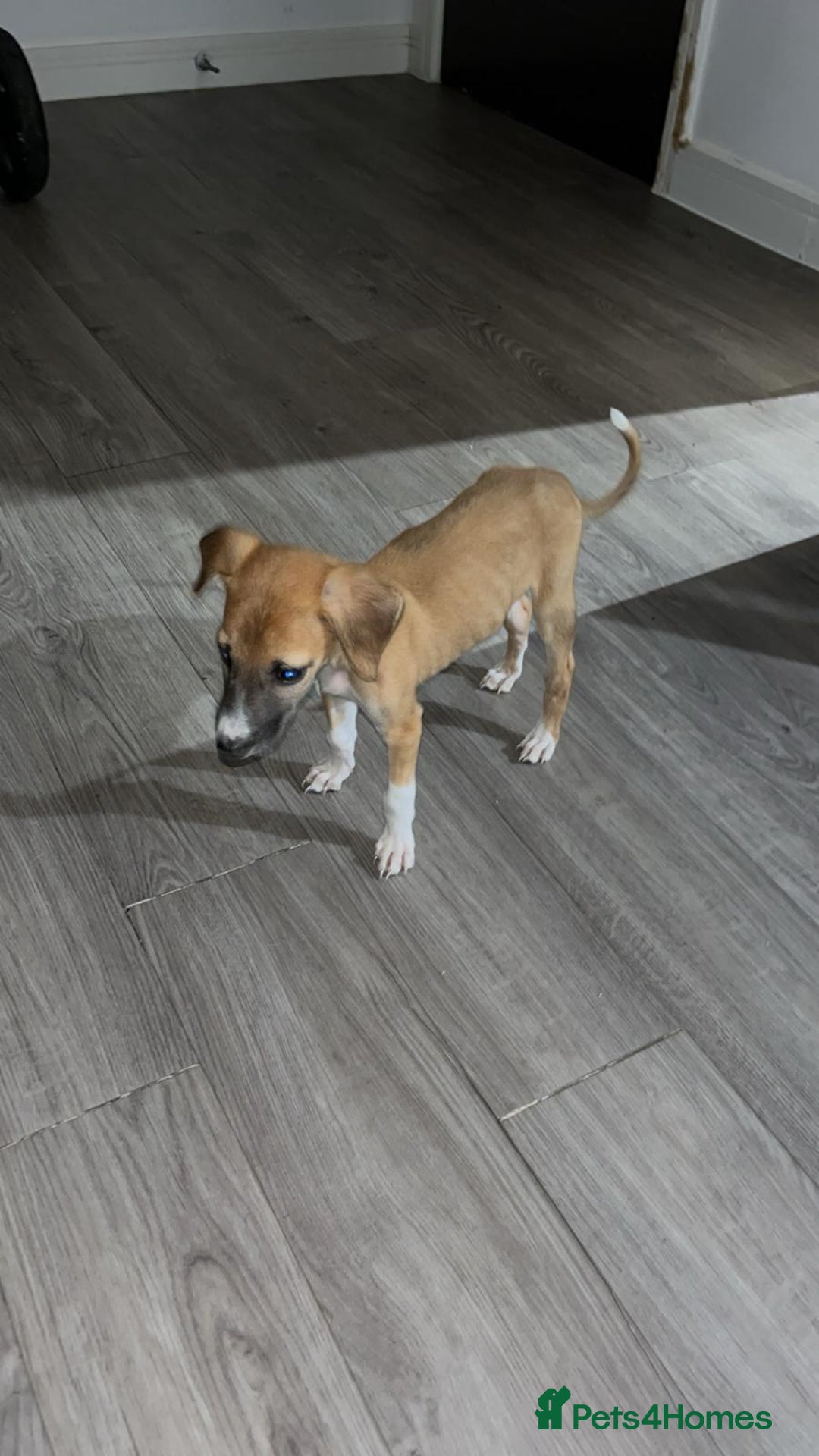 Lurcher dogs for sale: Lurcher pups  - Image 8