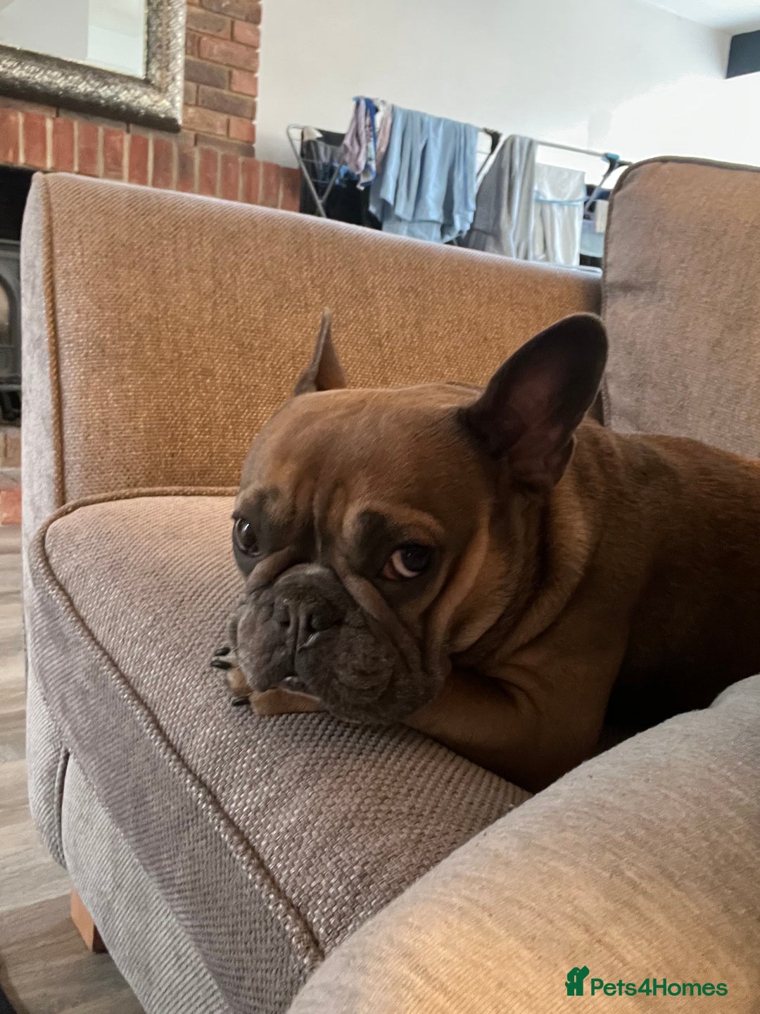 French Bulldog dogs for sale: Female French bulldog - Advert 12