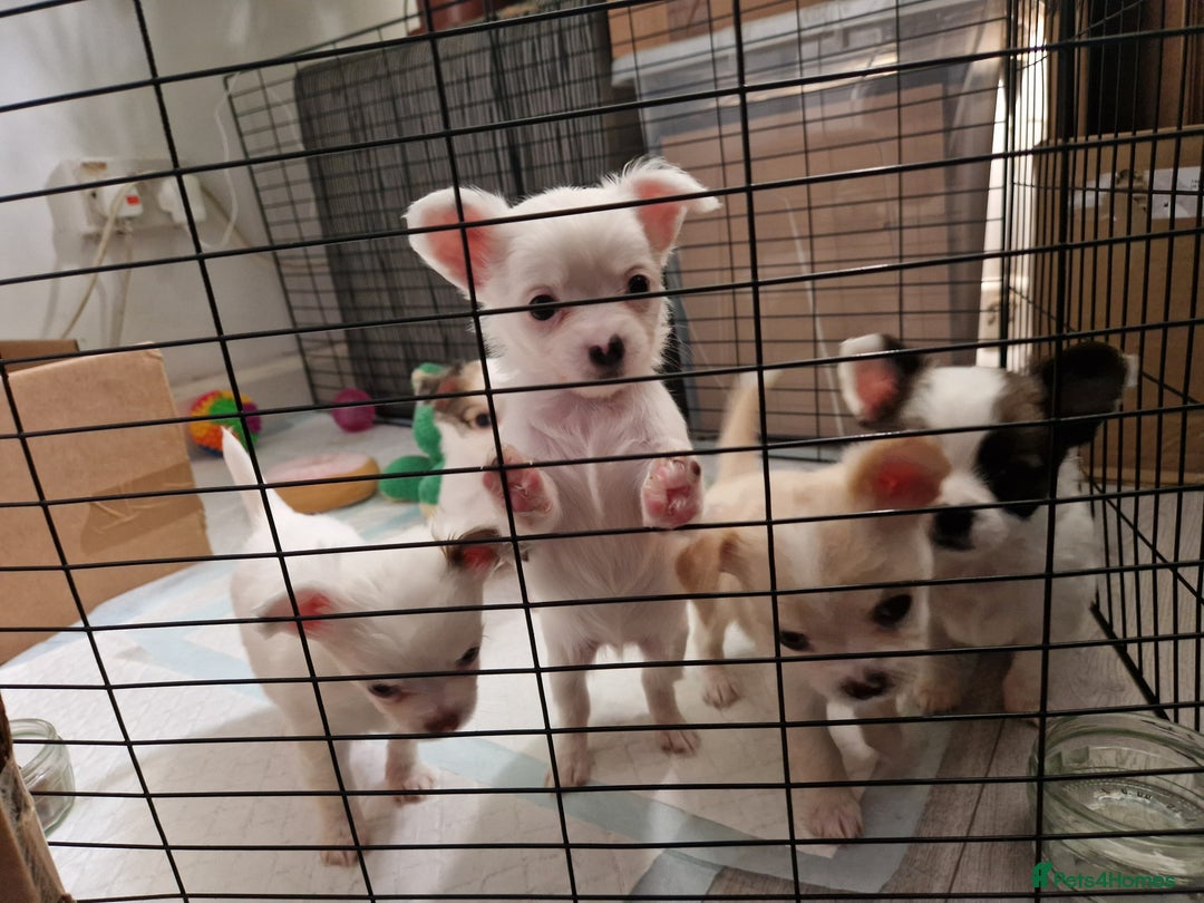 Chihuahua dogs for sale: Chihuahuas puppy's   - Image 33