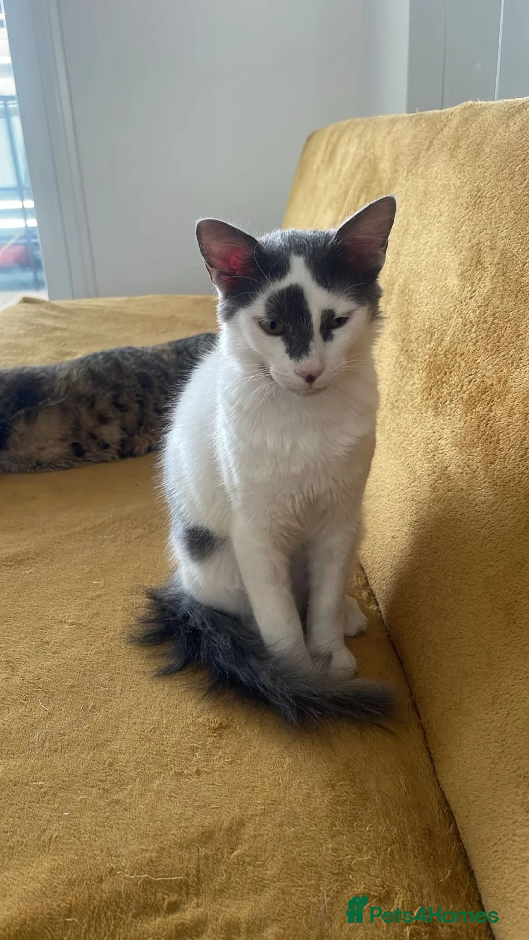 Mixed Breed cats for adoption: OSCAR NEUTERED - RUBY SPAYED HAPPY FRIENDLY FUN  - Advert 1