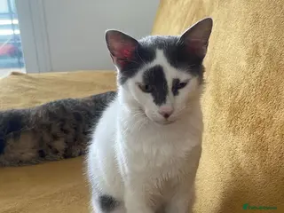 Mixed Breed cats OSCAR NEUTERED - RUBY SPAYED HAPPY FRIENDLY FUN - Advert 1