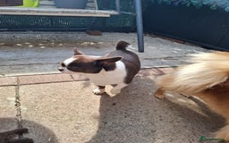 Mixed Breed dogs for sale: Chihuahua/Mix Boy Puppy for sale - Image 7
