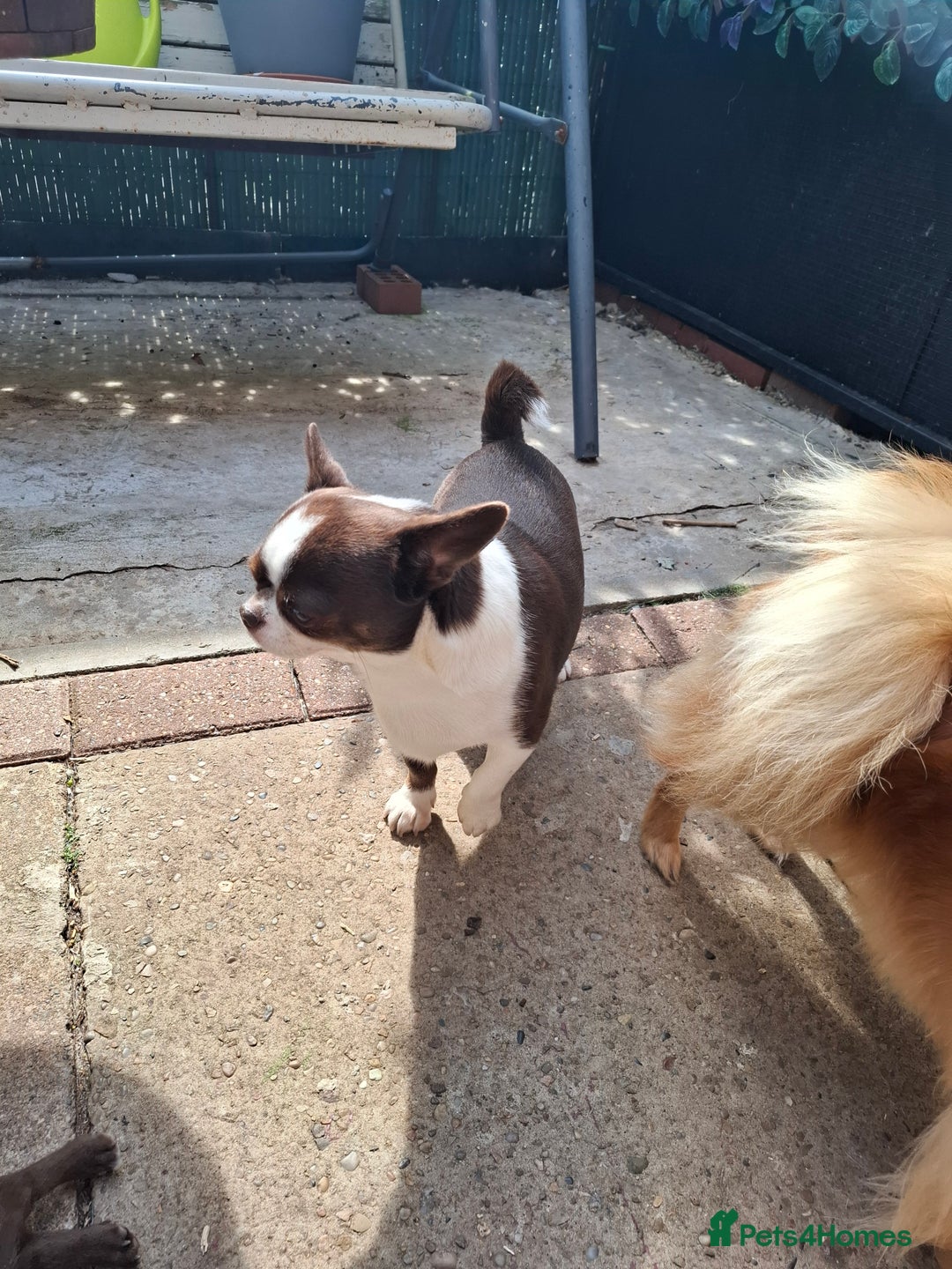 Mixed Breed dogs for sale: Chihuahua/Mix Boy Puppy for sale - Image 7