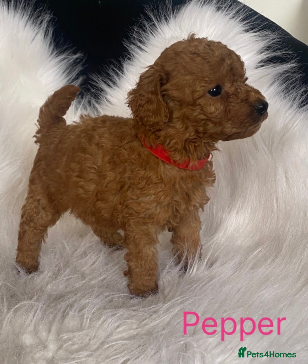 Miniature Poodle dogs for sale: Gorgeous Red Minature Poodles Puppies  - Image 3