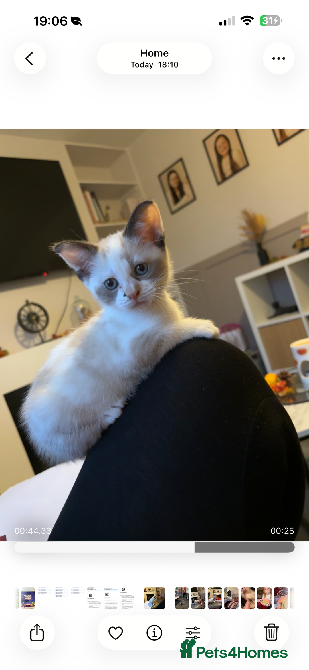 Mixed Breed cats for sale: Two lovely kittens for sale  - Advert 4