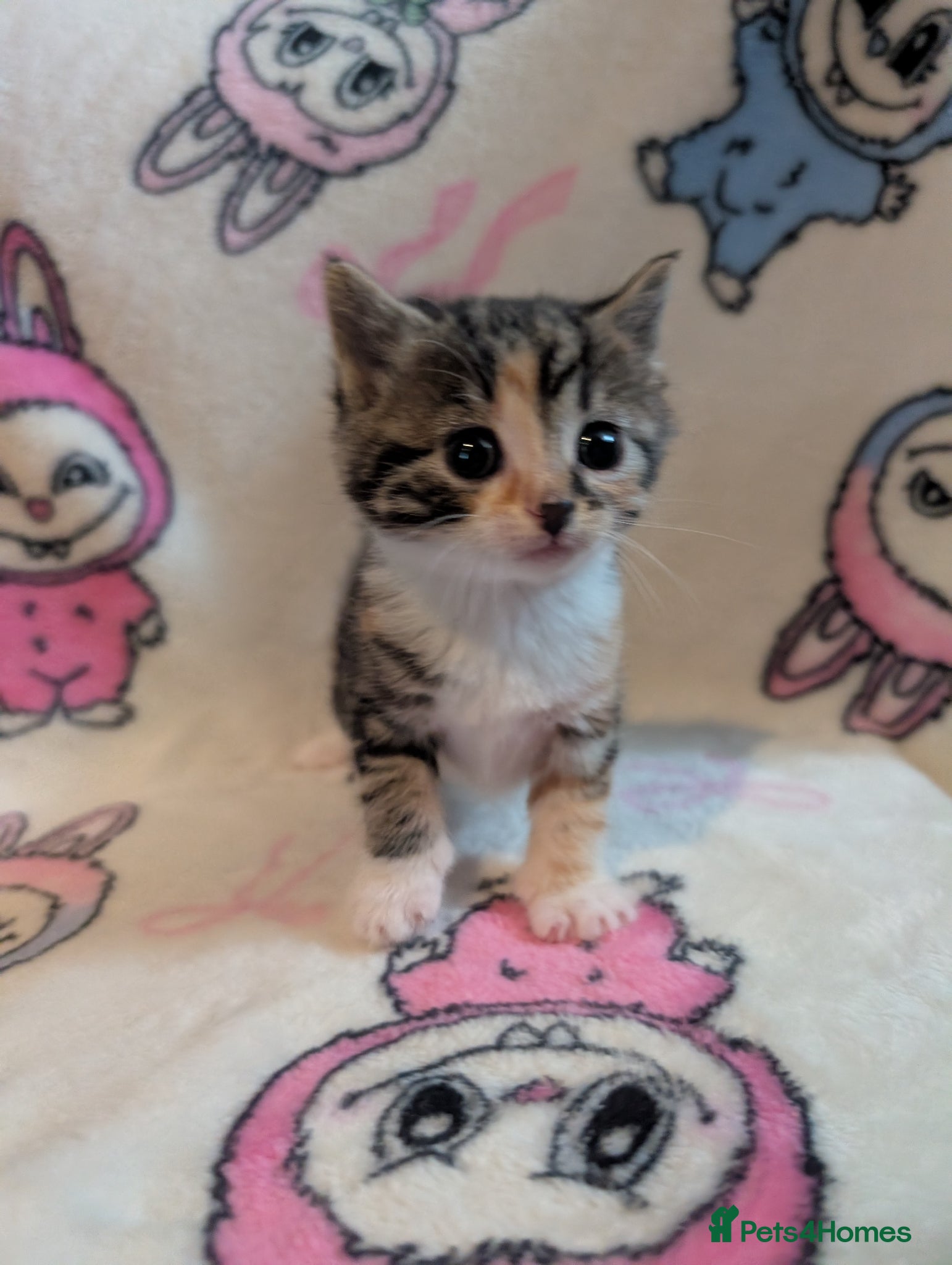 Persian cats Gorgeous kittens  - Advert 2