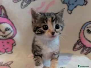 Persian cats Gorgeous kittens - Advert 2