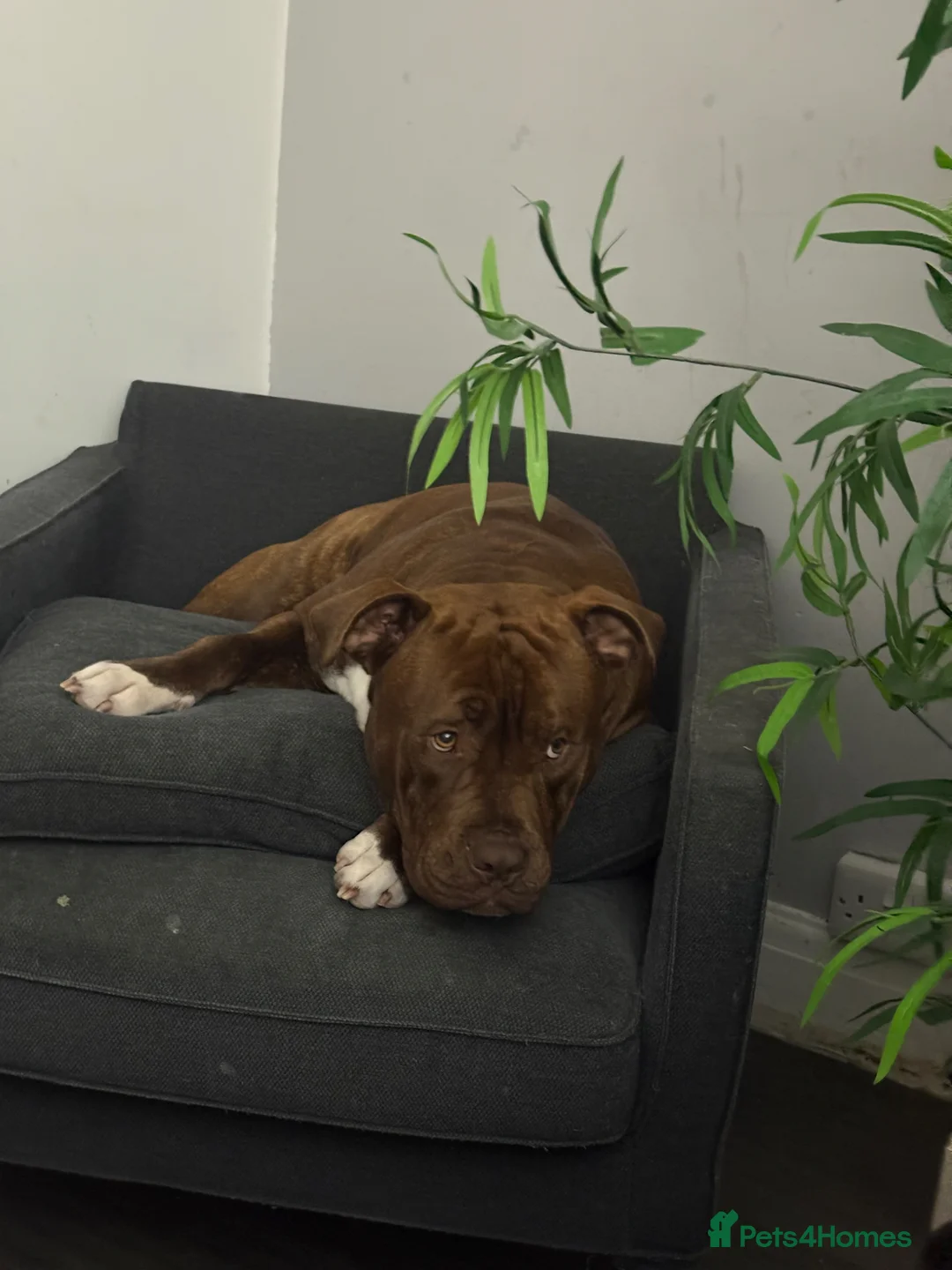 Mixed Breed dogs for sale: Woody  - Advert 2