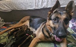 German Shepherd dogs for sale: Stunning German shepherd puppies  - Image 10