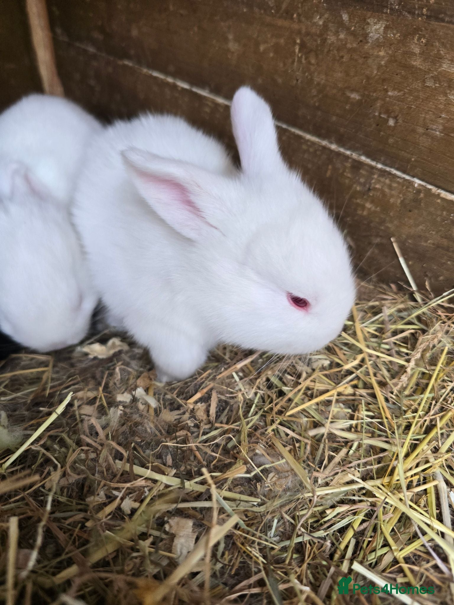 Continental Giant rabbits Continental Giant Rabbit Kits Bookings Now Open 🐰 - Advert 2