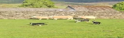 Border Collie dogs for sale: 6 adorable border collie pups in Bala - Advert 8