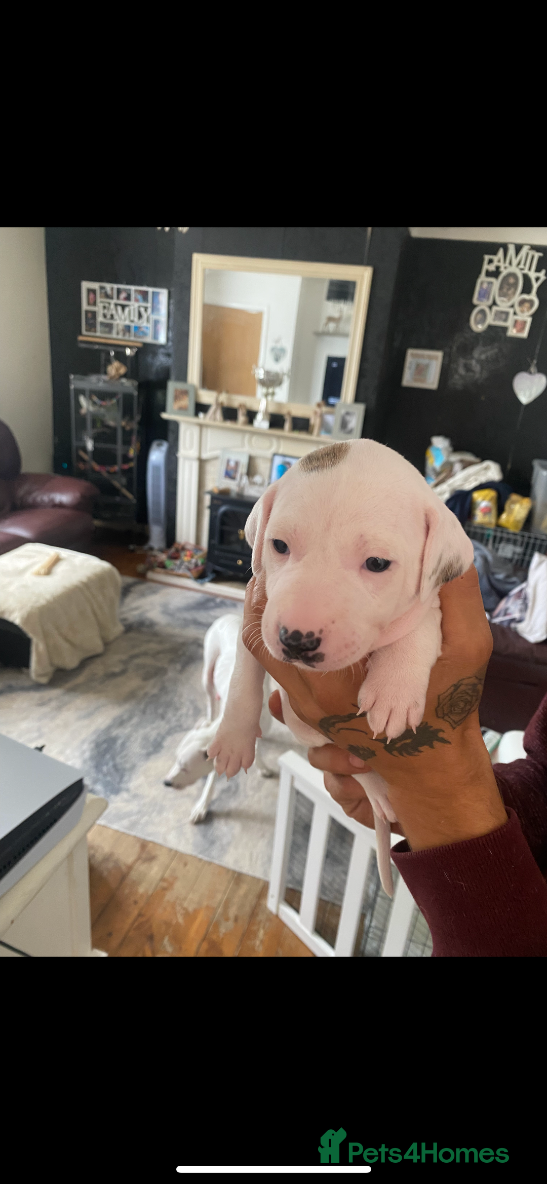 Mixed Breed dogs for sale: adorable Lurcher puppies - Image 4