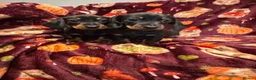 Miniature Dachshund dogs for sale: Stunning kc reg mini smooth pups ready to go  - Advert 7