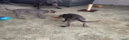 Great Dane dogs for sale: Gorgeous blue KC Great Danes.Ready now! - Advert 11