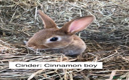 Rex rabbits for sale: Beautiful Purebred Velvet Mini Rex babies  - Image 17