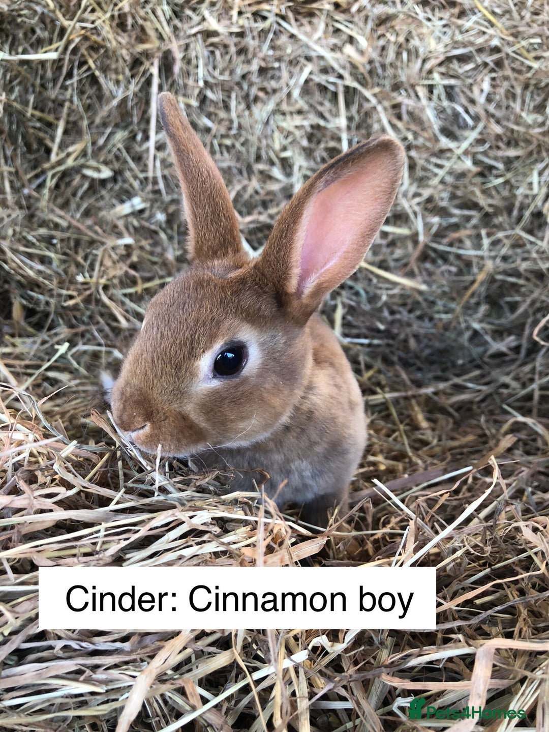 Rex rabbits for sale: Beautiful Purebred Velvet Mini Rex babies  - Image 17