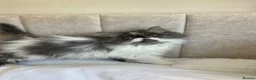 Exotic cats for sale: Exotic Persians  - Advert 10