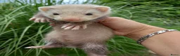 Ferret rodents for sale: Baby  ferrets for sale in Uckfield - Advert 3
