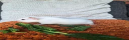 Guinea Pig rodents for sale: Baby guinea pigs - Advert 3