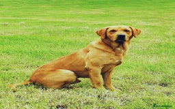 Labrador Retriever dogs for sale: KC Reg Fox red labrador litter of 6 dogs 4 bitches - Image 17