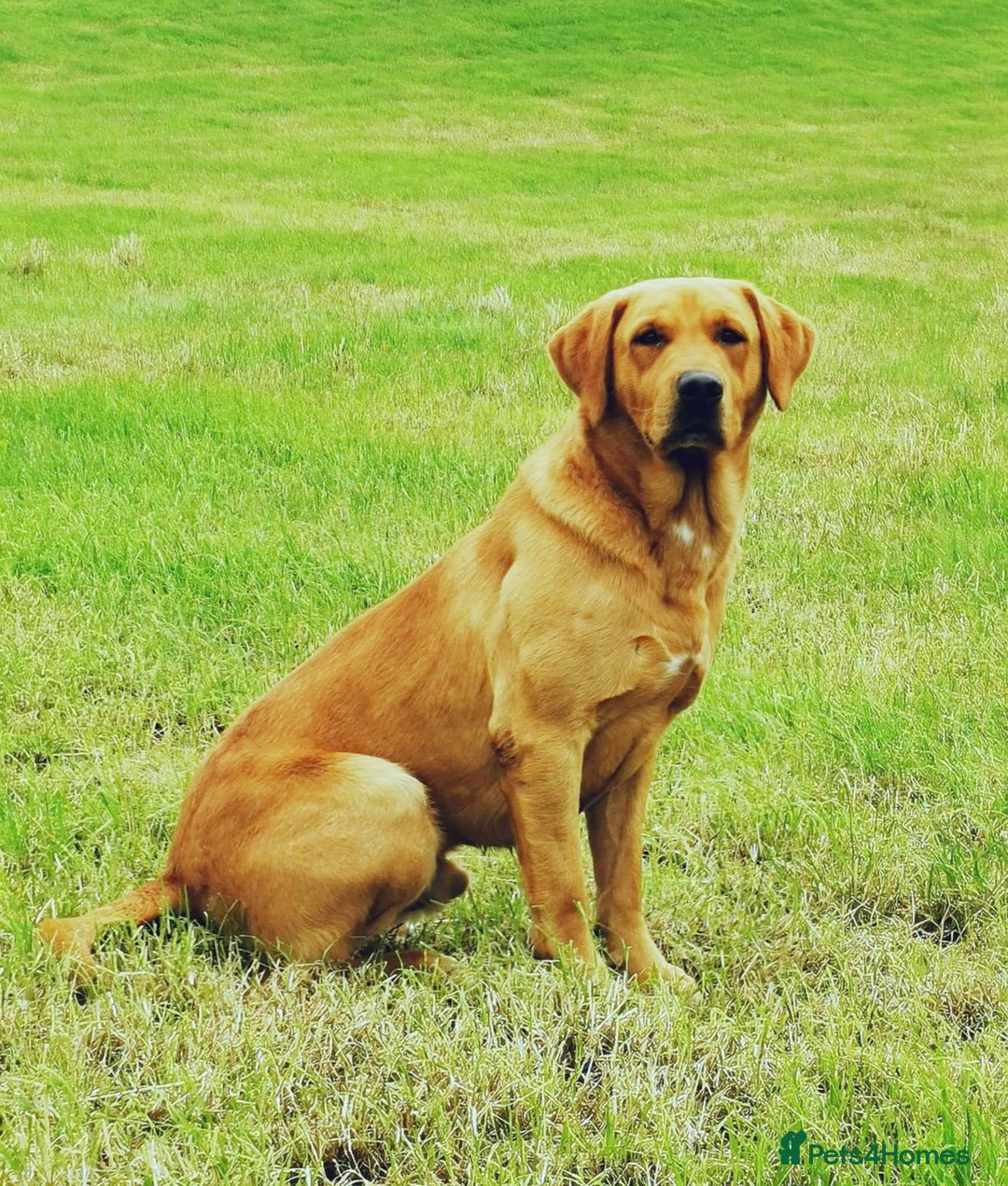 Labrador Retriever dogs for sale: KC Reg Fox red labrador litter of 6 dogs 4 bitches - Image 17