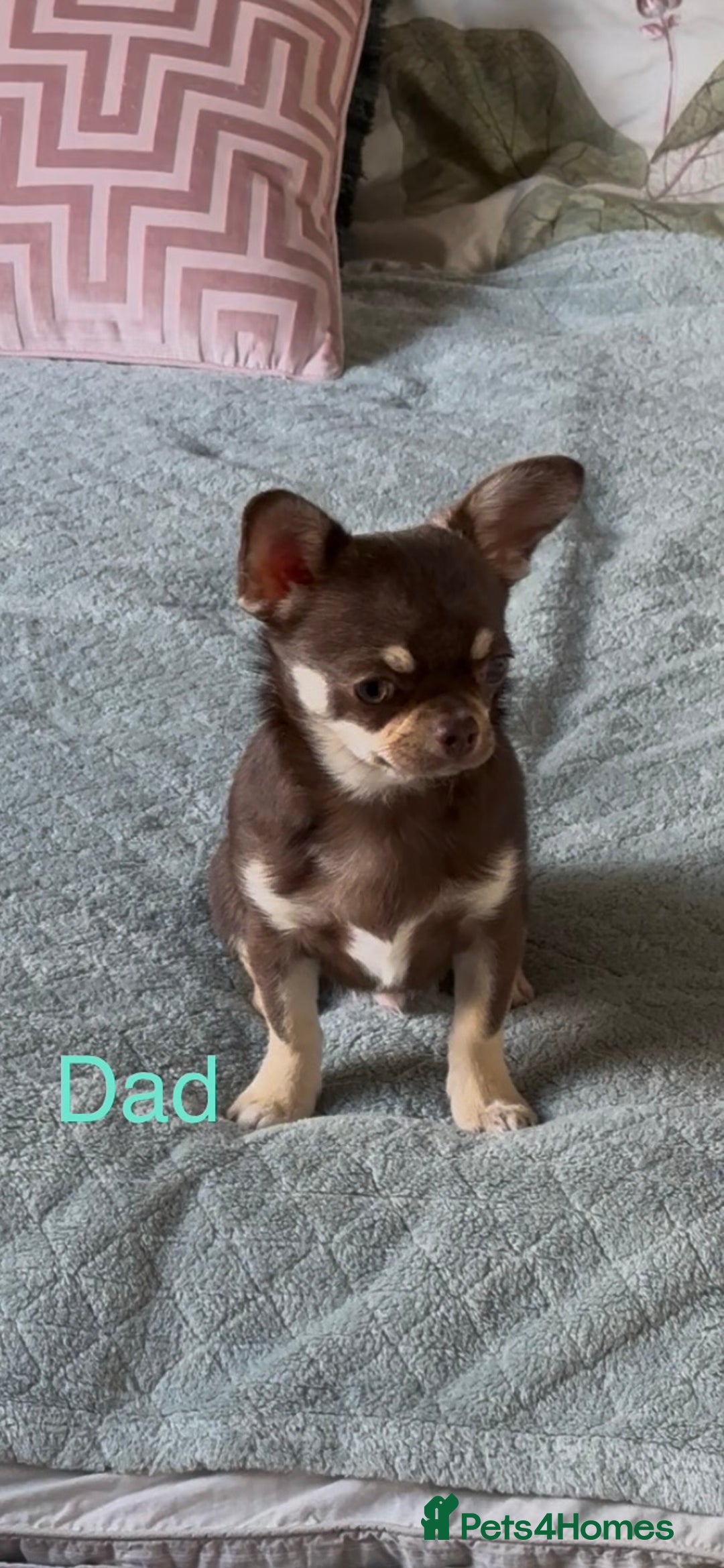 Chihuahua dogs for sale: Pure Chihuahua puppies  - Advert 5