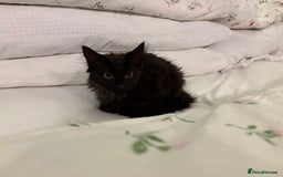 Norwegian Forest Cat cats for sale: Norwegian Forest Kittens - Image 7