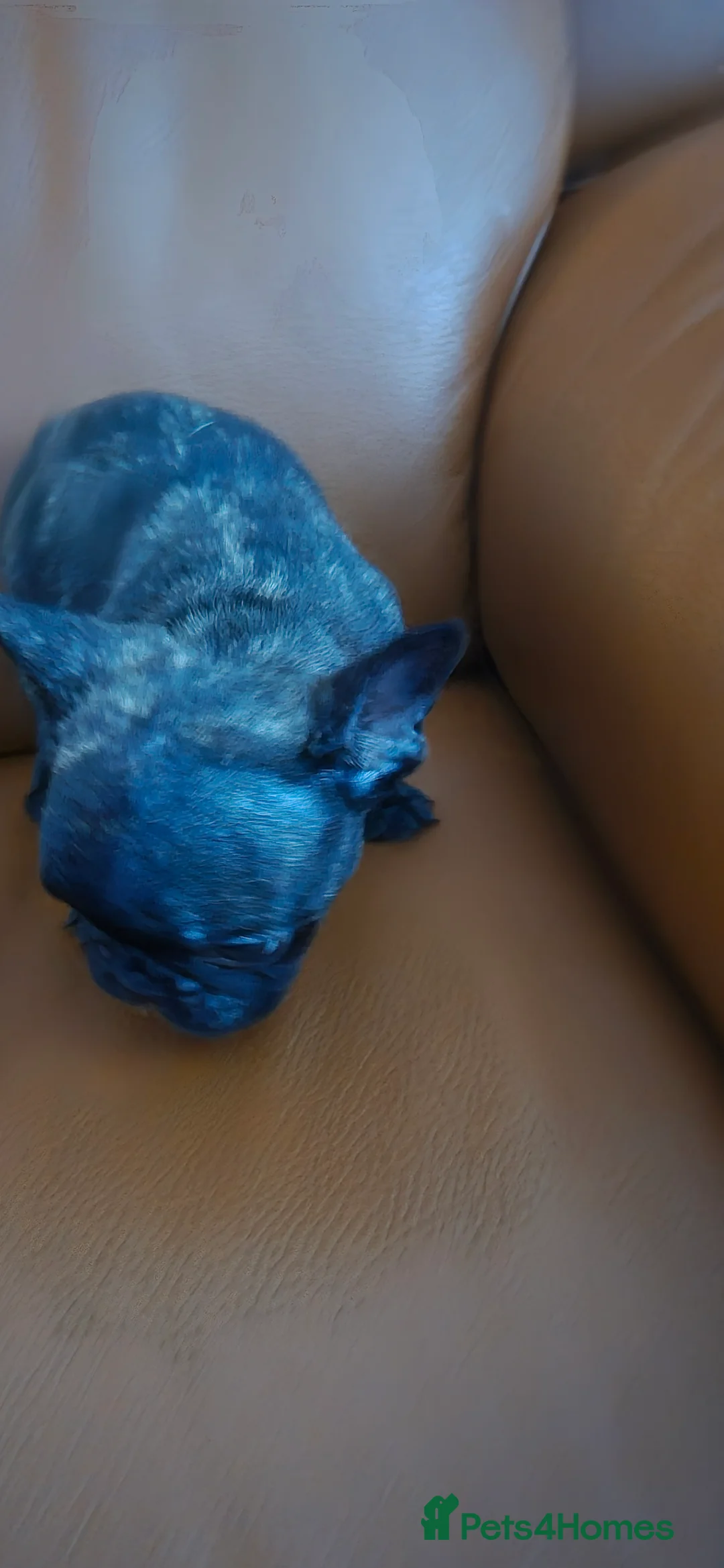 French Bulldog dogs for sale: Frenchie puppies ready to go - Advert 4