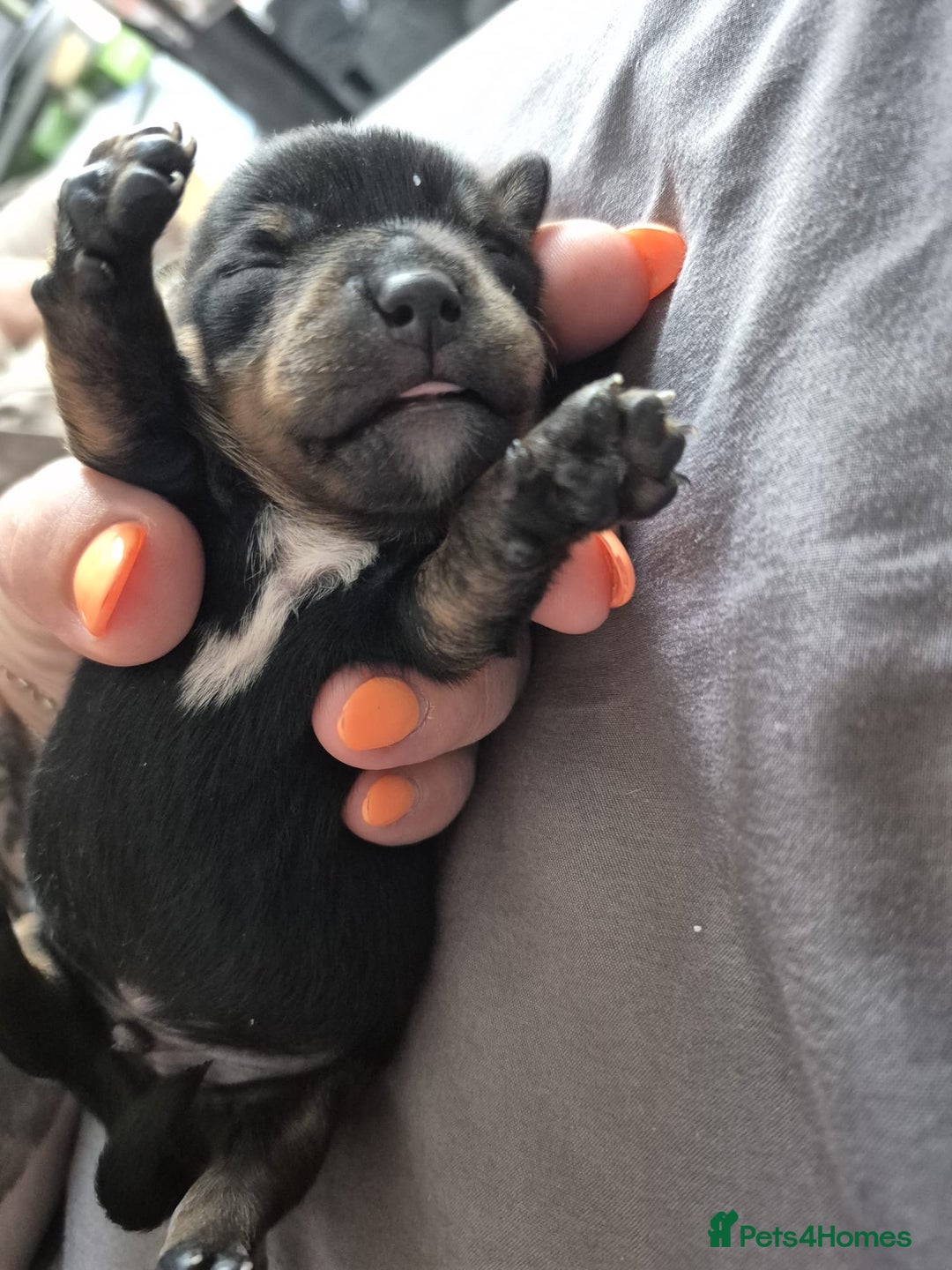 Mixed Breed dogs for sale: miniature dachshunds  - Image 2