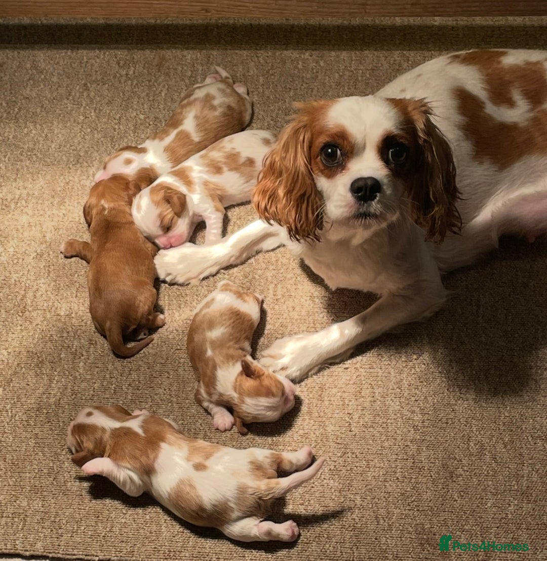 Cavalier King Charles Spaniel dogs for sale: Stunning quality KC Cavalier King Charles puppies - Advert 2