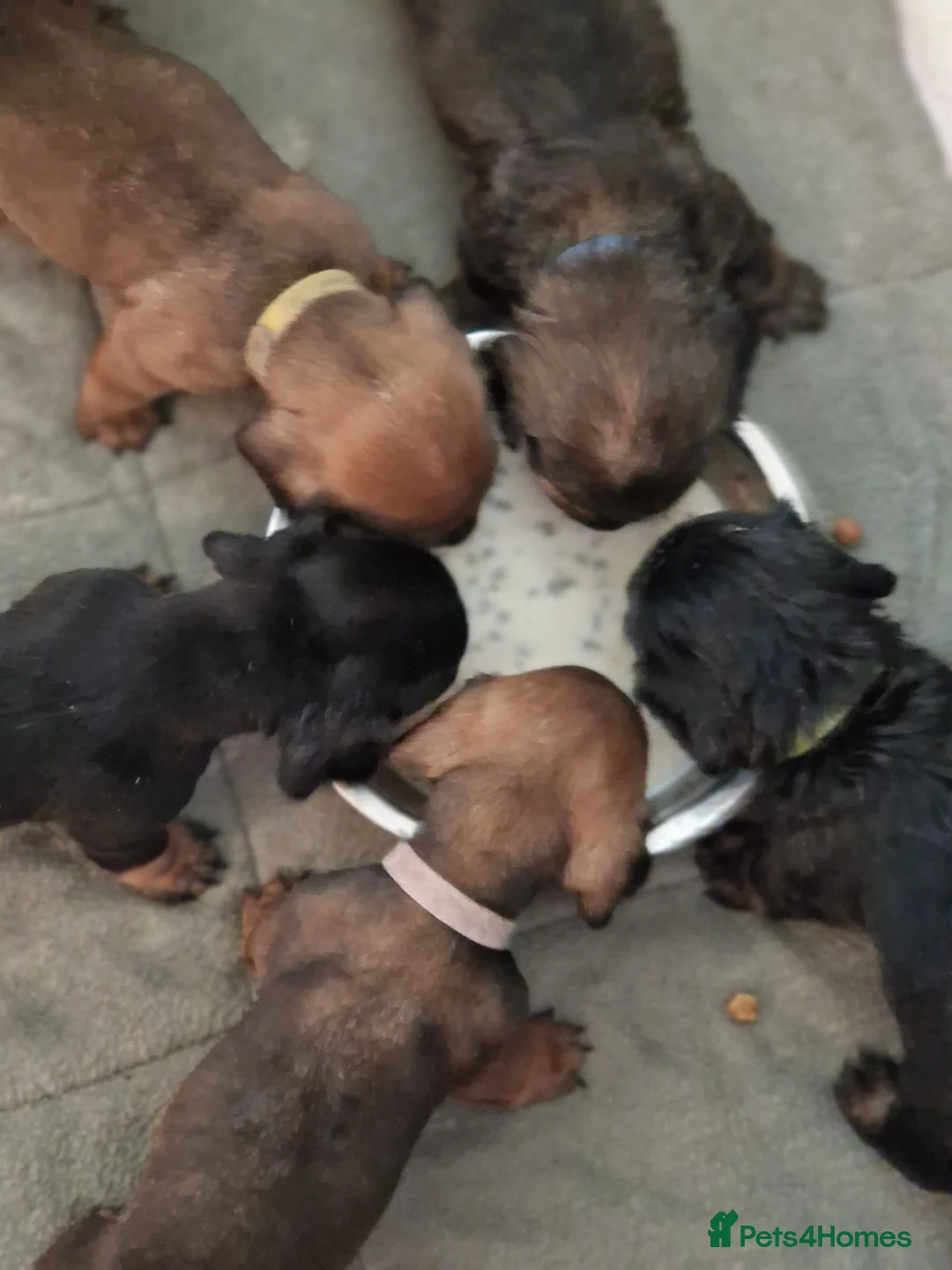 Miniature Dachshund dogs for sale: Beautiful miniature dachshund puppies - Advert 11