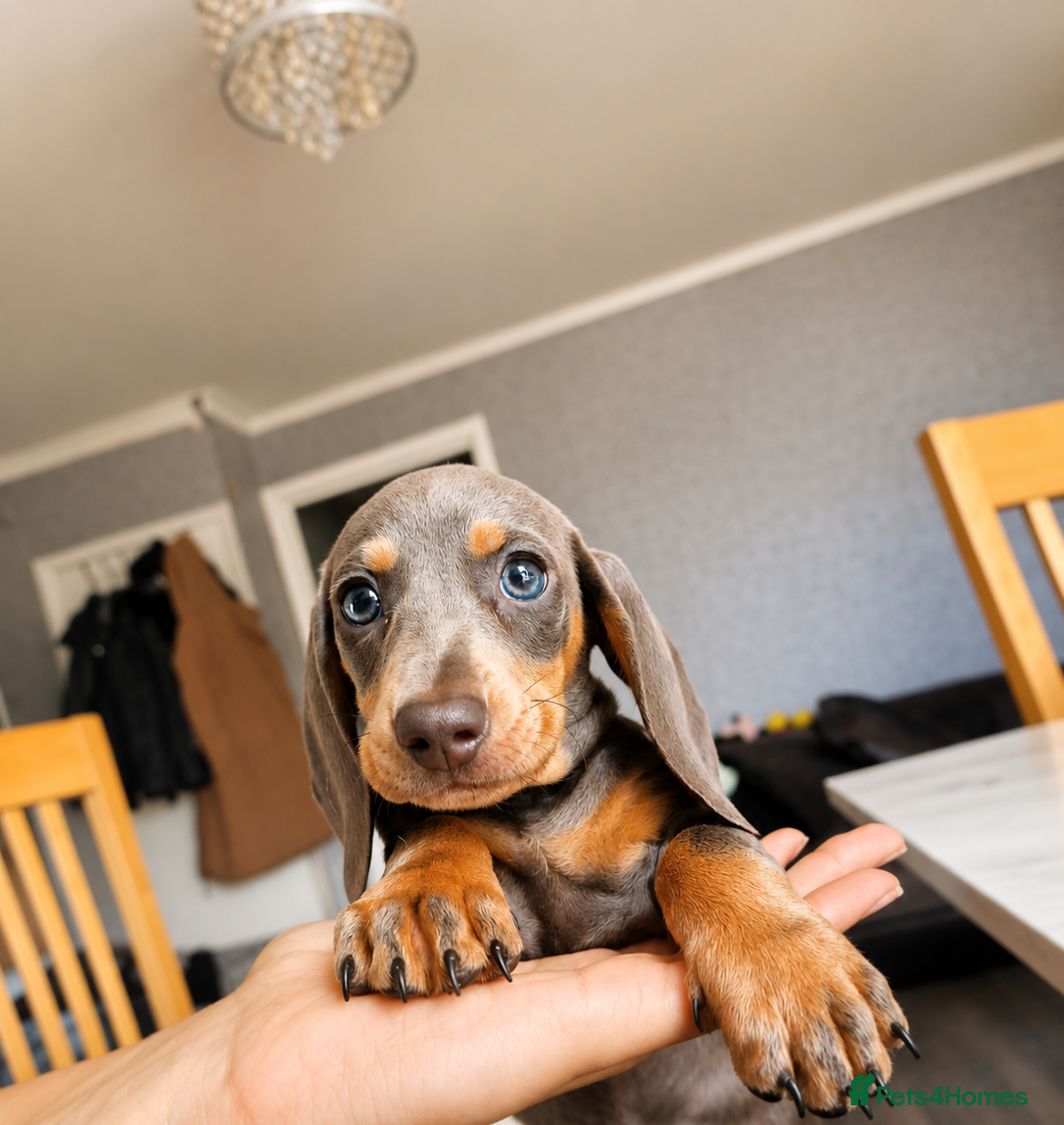 Miniature Dachshund dogs ‼️1 BOY LEFT 🩷MINIATURE Dachshund babies - Advert 14