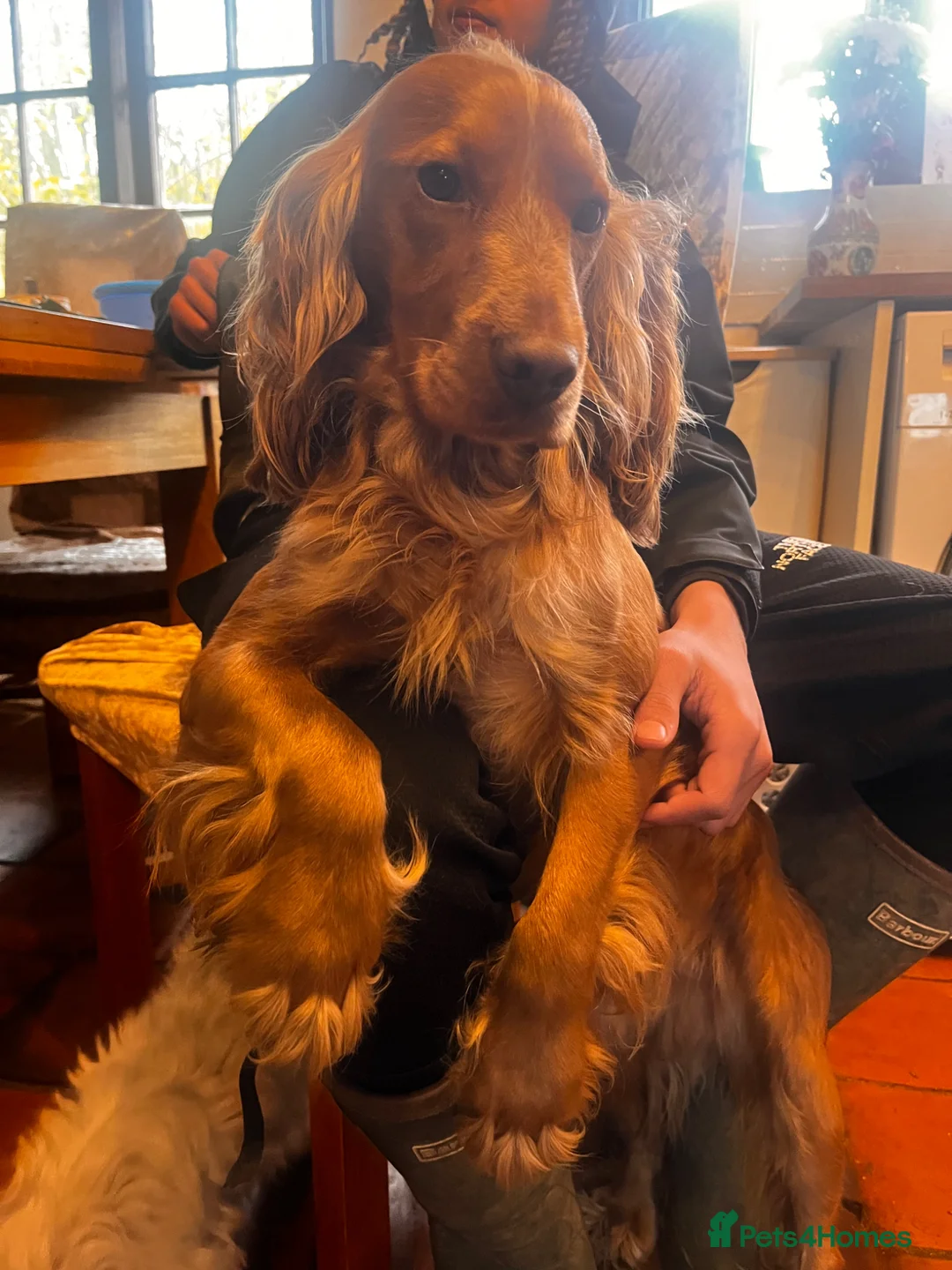 Cocker Spaniel dogs for stud: Proven Working Red Cocker Spaniel STUD - Advert 1