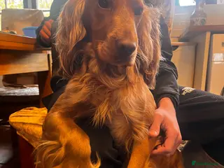 Cocker Spaniel dogs Proven Working Red Cocker Spaniel STUD - Advert 1