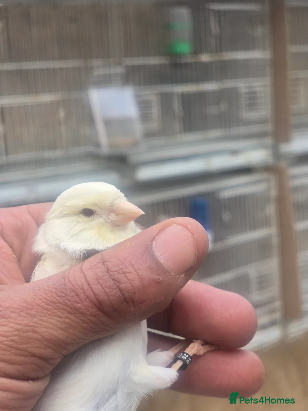 Canaries birds for sale: Sattinet and irish fancy in Wolverhampton - Advert 1