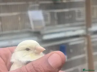 Canaries birds Sattinet and irish fancy in Wolverhampton - Advert 3