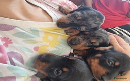 Miniature Dachshund dogs for sale: Stunning KC Health Tested Miniature Dachshunds - Image 13