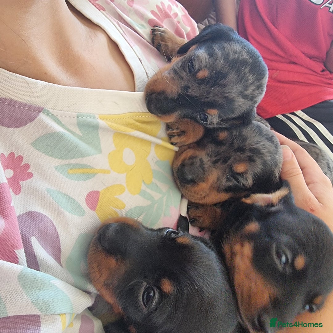 Miniature Dachshund dogs for sale: Stunning KC Health Tested Miniature Dachshunds - Image 13
