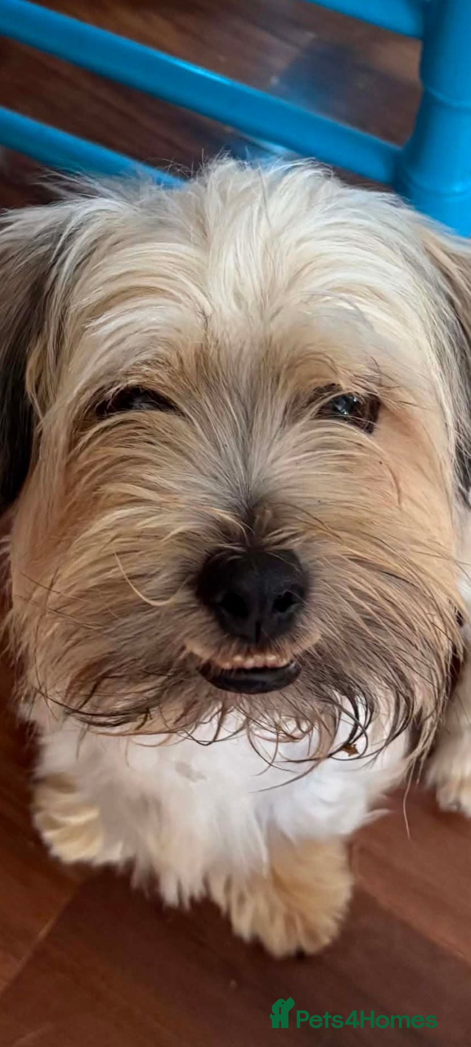 Mixed Breed dogs CASPER 6KG BICHON MIX - Advert 1