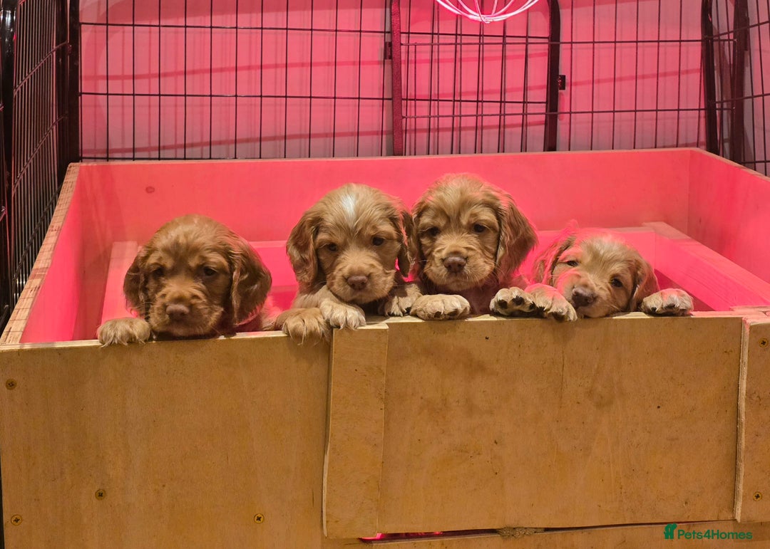 Cocker Spaniel dogs for sale: Working cocker spaniel, kc reg & many FTCH ,3boys - Advert 12