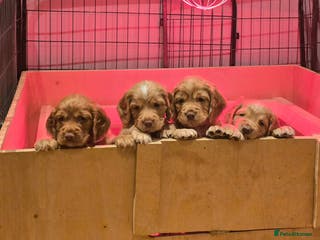 Cocker Spaniel dogs Working cocker spaniel, kc reg & many FTCH ,3boys - Advert 13