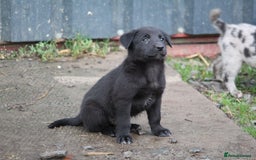 Borador dogs for sale: Labrador x Collie puppies - Image 17