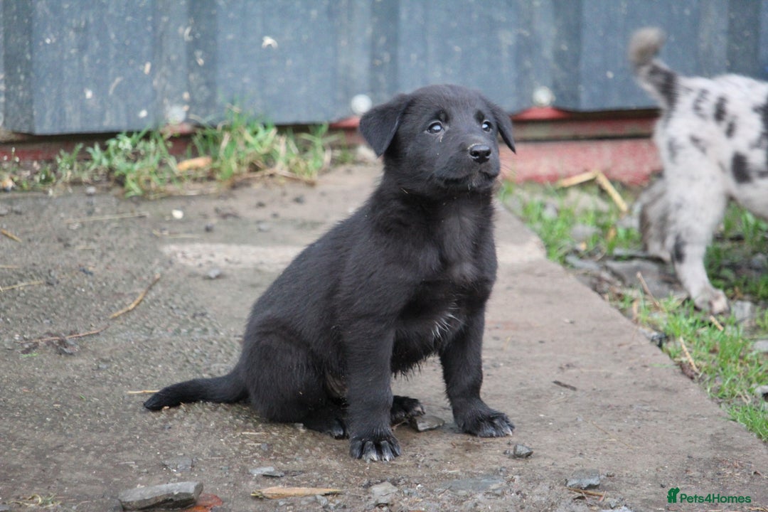 Borador dogs for sale: Labrador x Collie puppies - Image 17