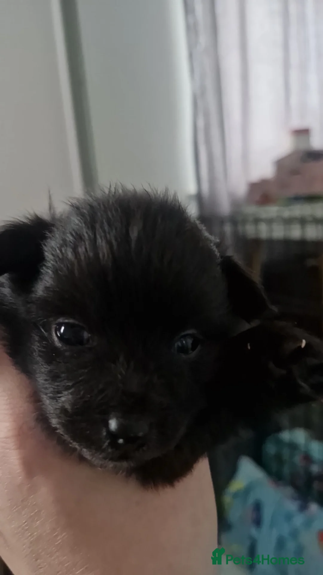 Pomapoo dogs for sale: ✨ Beautiful Pomapoo Puppies – 1,600 ✨ - Advert 7